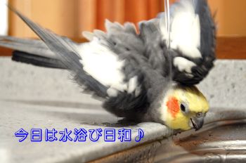 チョコ