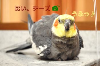 チョコ