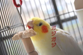 コウメ