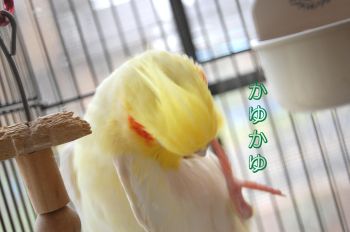コウメ