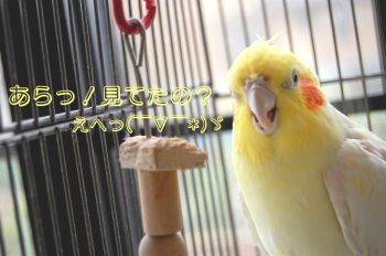 コウメ