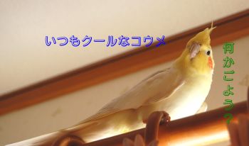 コウメ