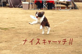 おりこうワンちゃん