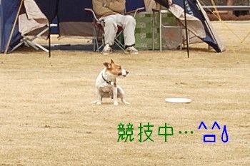 お茶目なわんちゃん