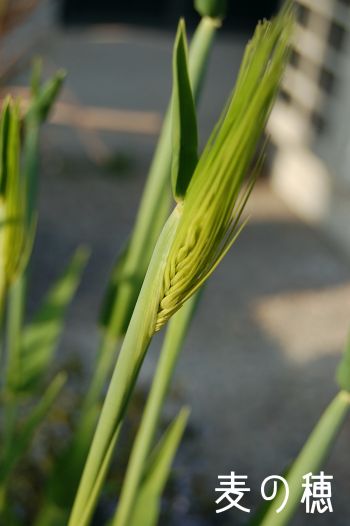 090329_mugi