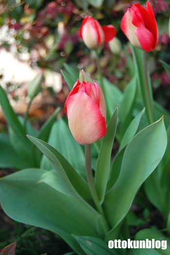 090329_turip