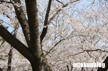090406_sakura1
