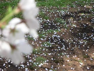 桜の花と散った花びら