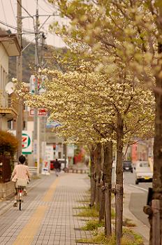 田原市はなとき通りのハナミズキ