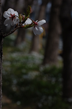 桜も終わり