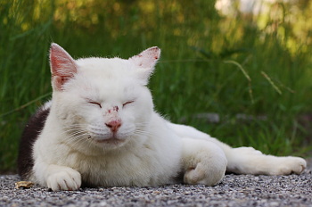 公園の野良猫