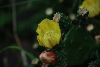 サボテンの花