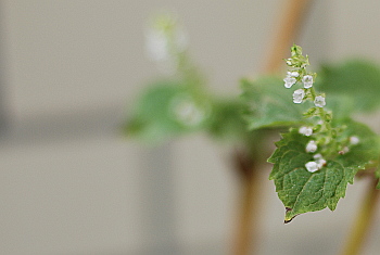 大葉の花