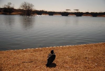 豊橋 幸公園の鳩