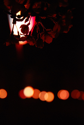 向山公園の桜 2013年