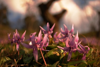 石巻のカタクリの花