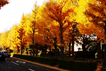 紅葉