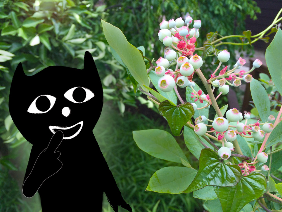 blueberry.jpg
