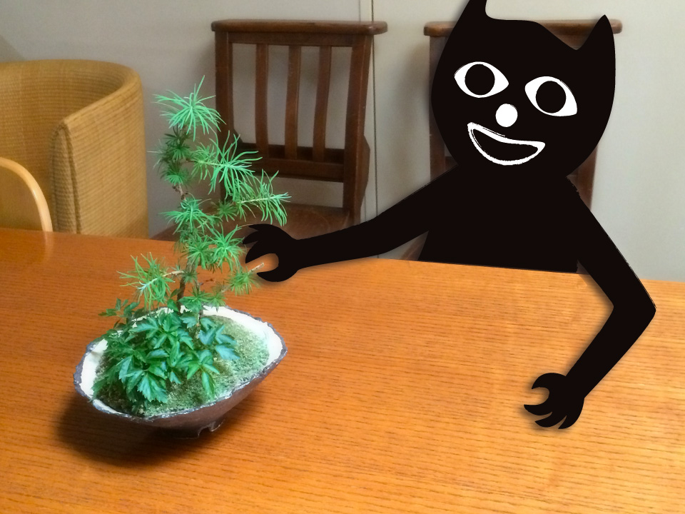 bonsai.jpg