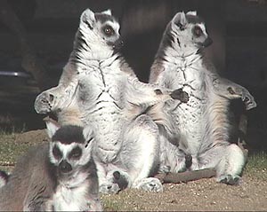 ワオキツネザル