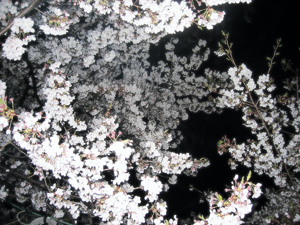 夜桜
