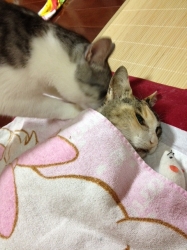 2012.7.17お別れの日