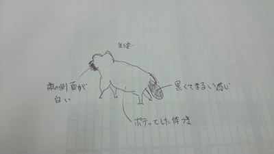 たぬきがいたぁあ 品川区大井町 子供と犬と日常と