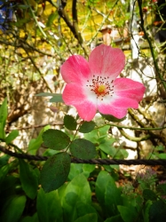 お花
