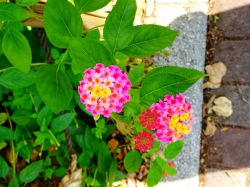 お花