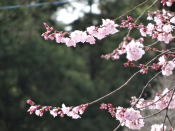 3月24日の桜