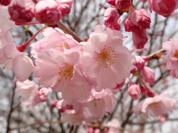 3月31日の桜