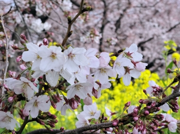 4月1日の桜