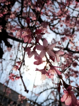 4月1日の桜2
