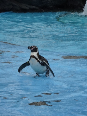 ペンギン