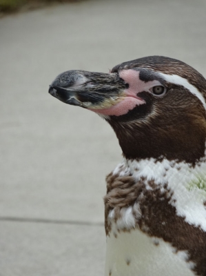 ペンギン