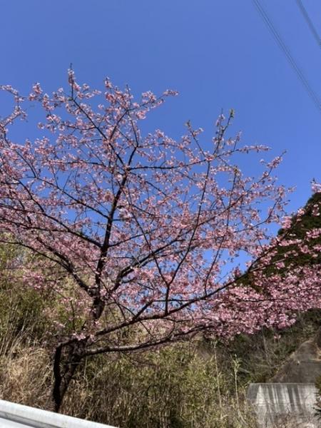 2022年SS新商品 K-2387 ベクトルジャケット入荷のお知らせ：KUSHITANI