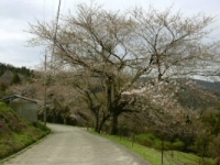 桜の様子3月31日