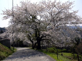 桜ふぶき