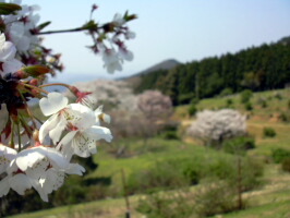 桜と遠景