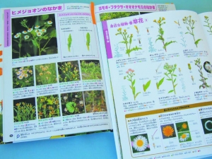 図鑑(本文)2種類