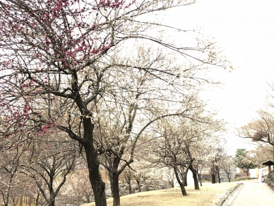 甲府城跡の梅
