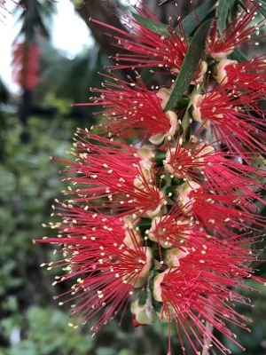 TENOHA代官山の前の謎の植物