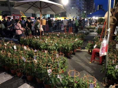 入谷朝顔市の朝顔たち