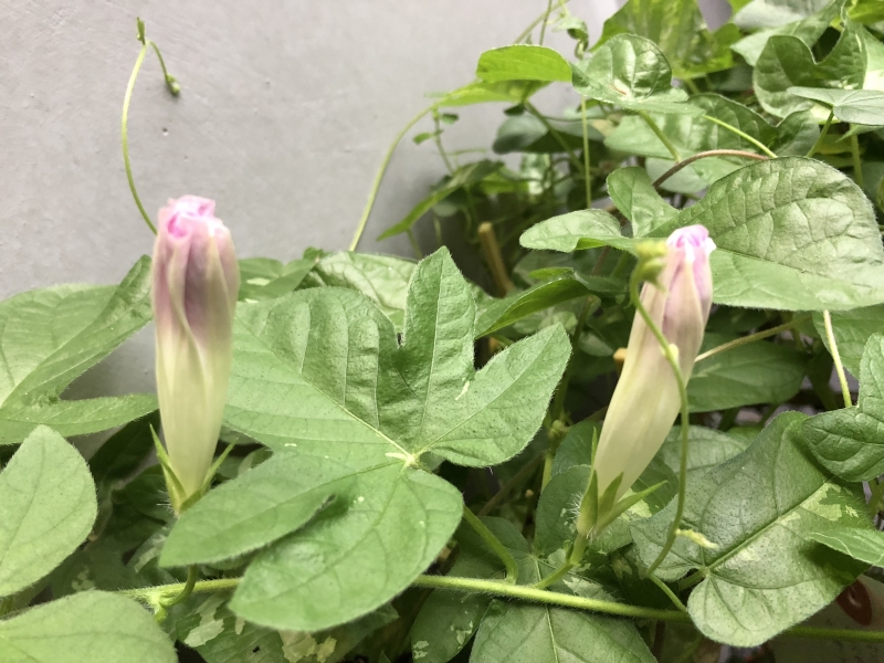 朝顔(前日の蕾)