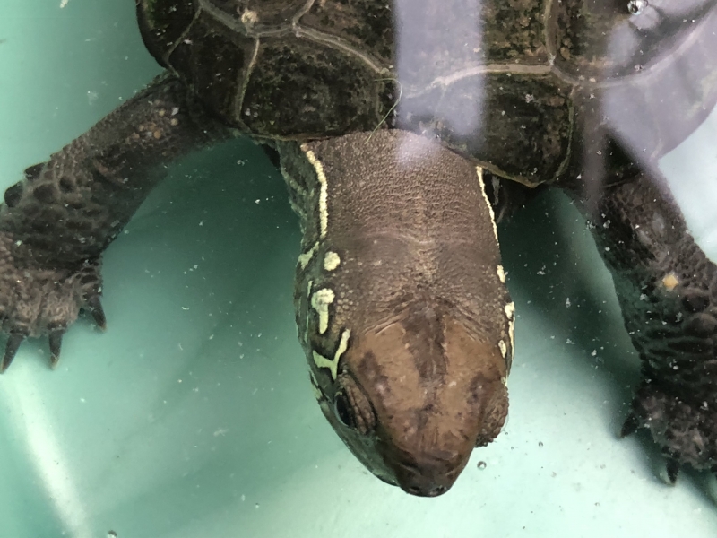 まだ模様がある