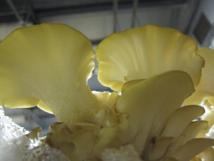 gargal0525d