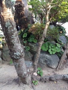 ヒラタケ2