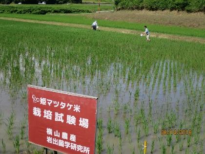 お米1