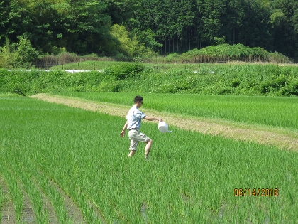 お米2