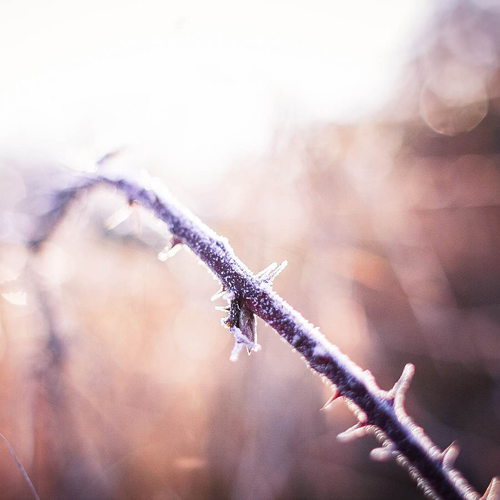 wintermorning